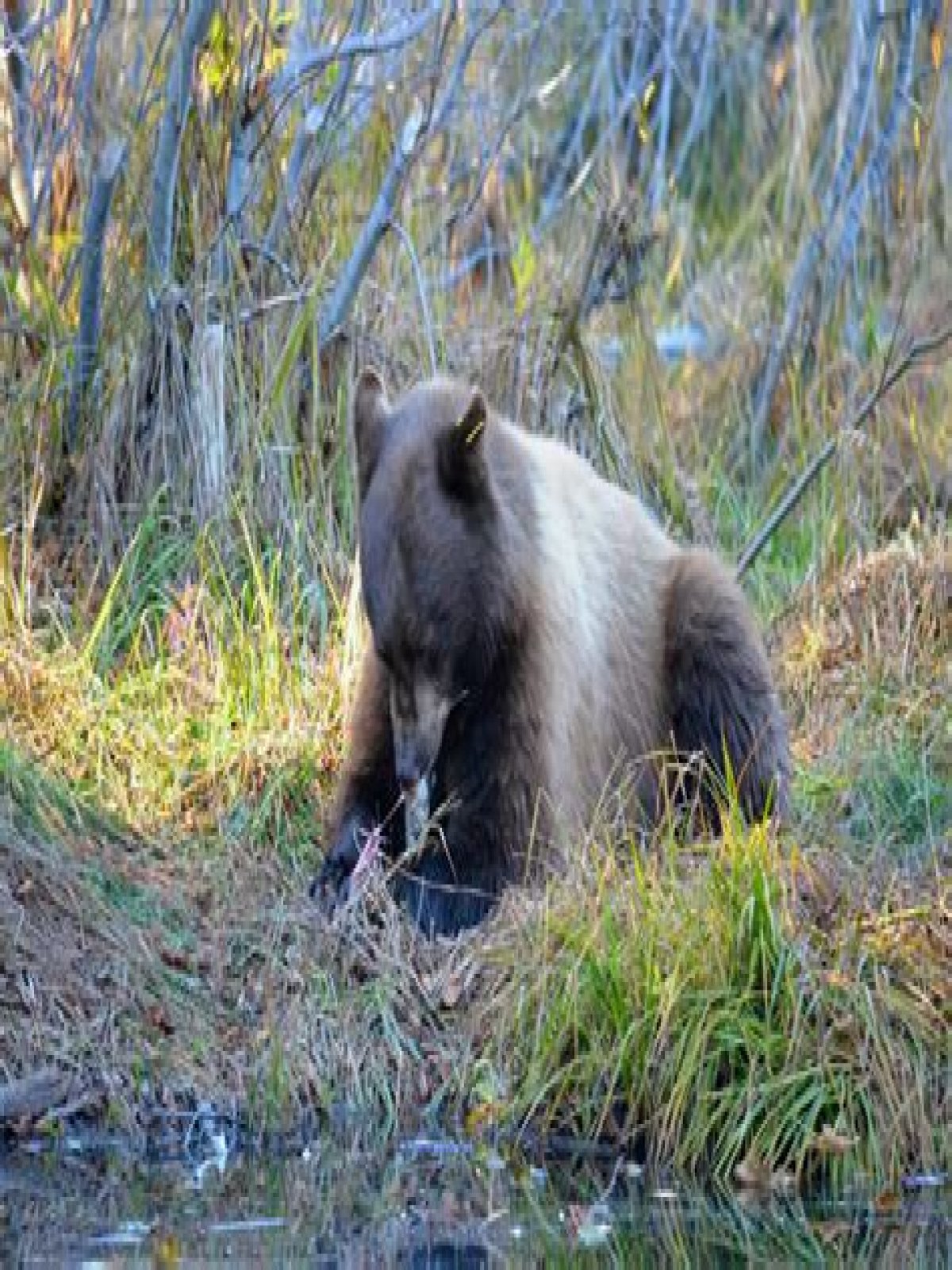 Are bears attracted to poop?