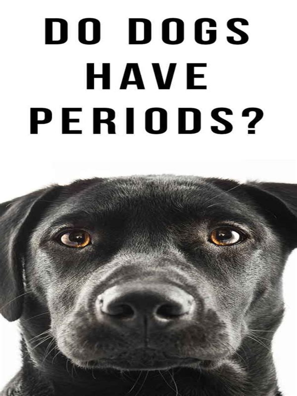 Are dog periods like humans?