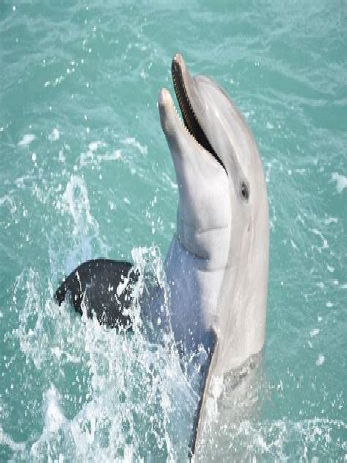 Are dolphin shows humane?