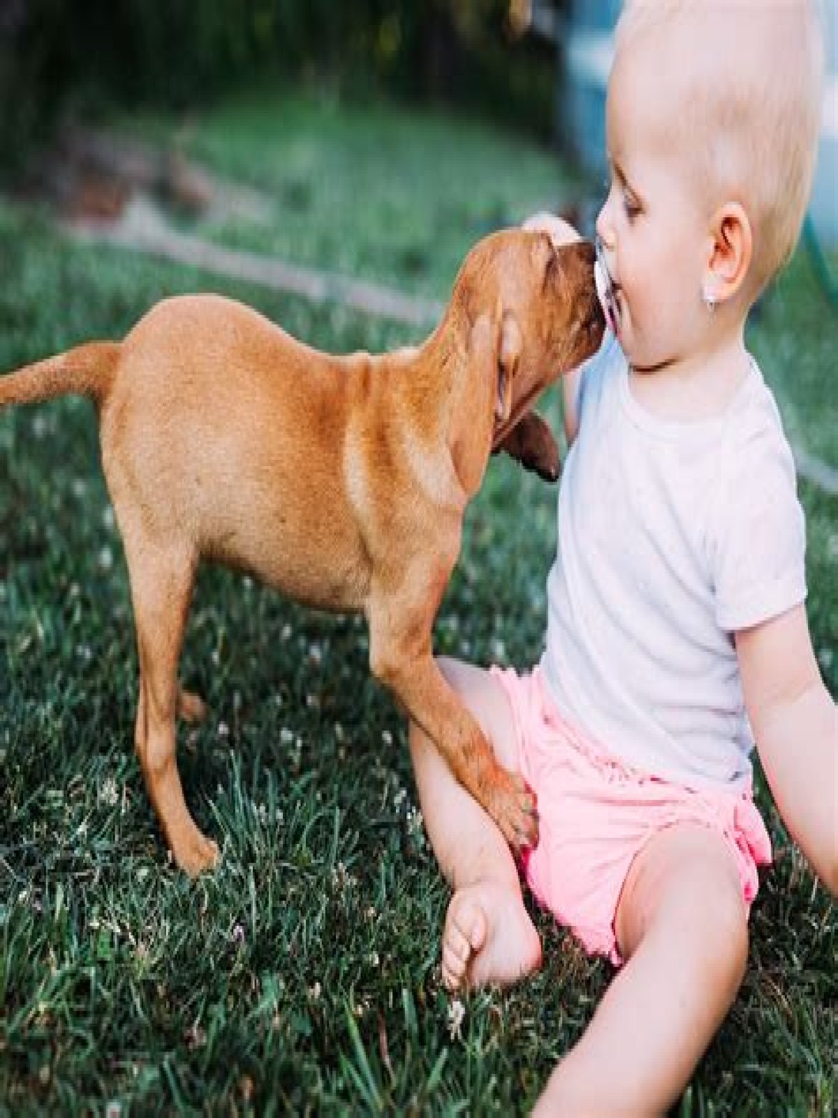 Can babies get sick from dogs licking them?