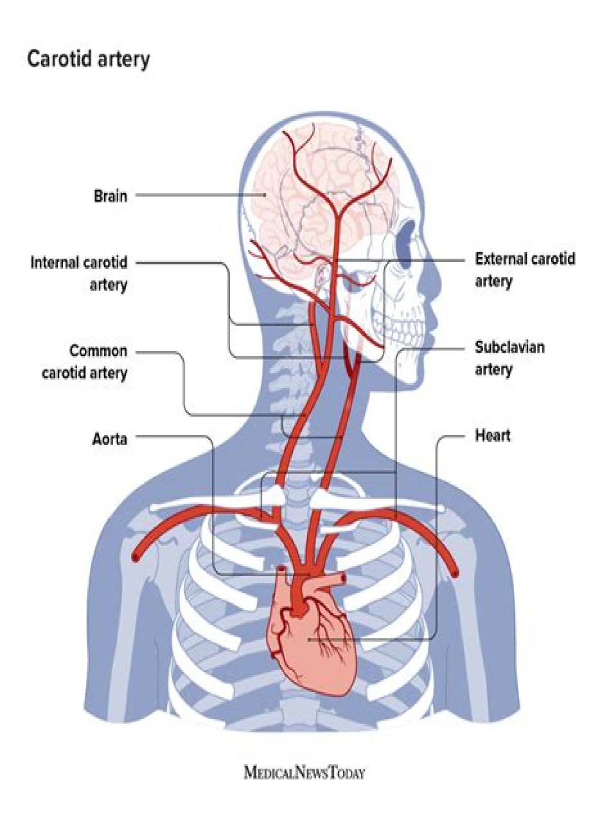 Can you feel blood flow in your neck?
