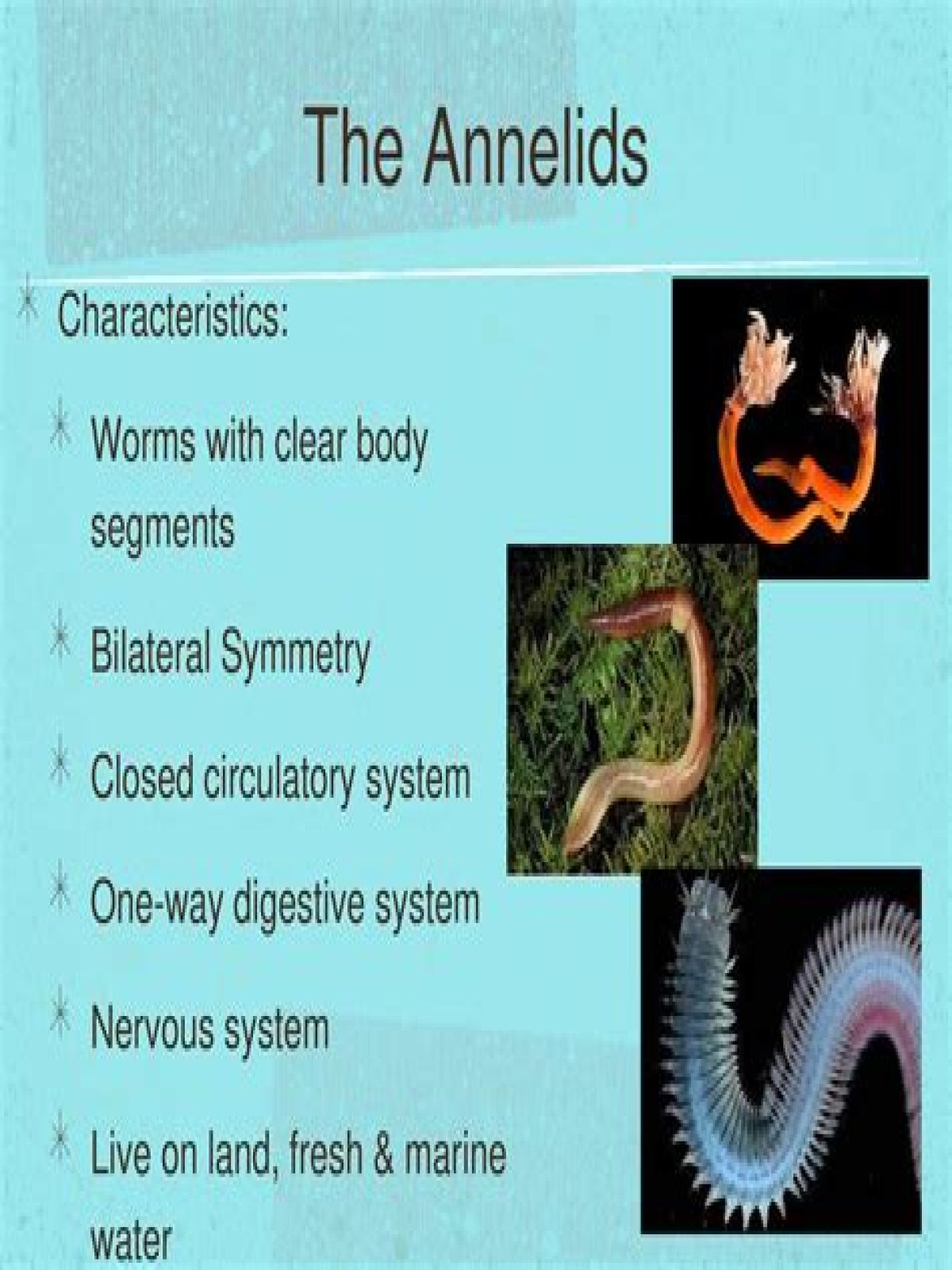 Do annelids have an exoskeleton