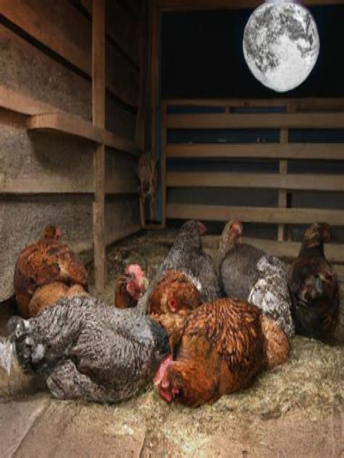 Do chickens get hungry at night