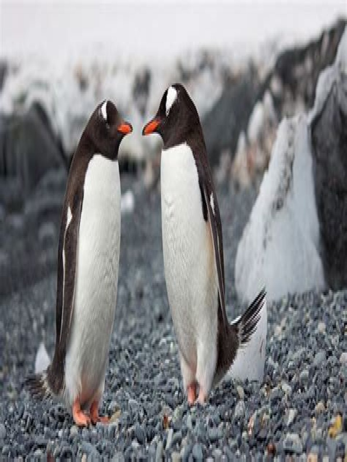 Do penguins have one love?