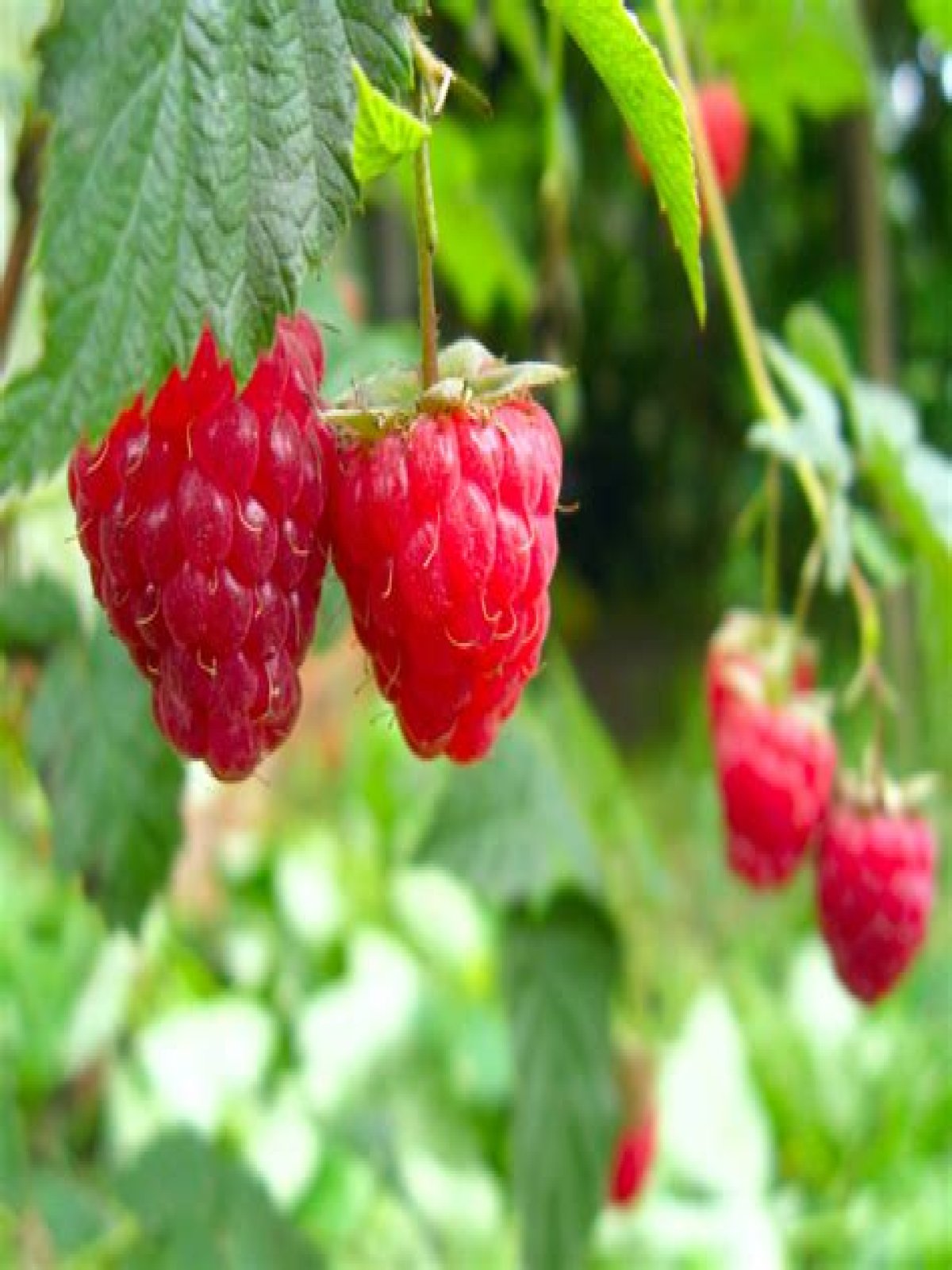 Do raspberries need acidic soil