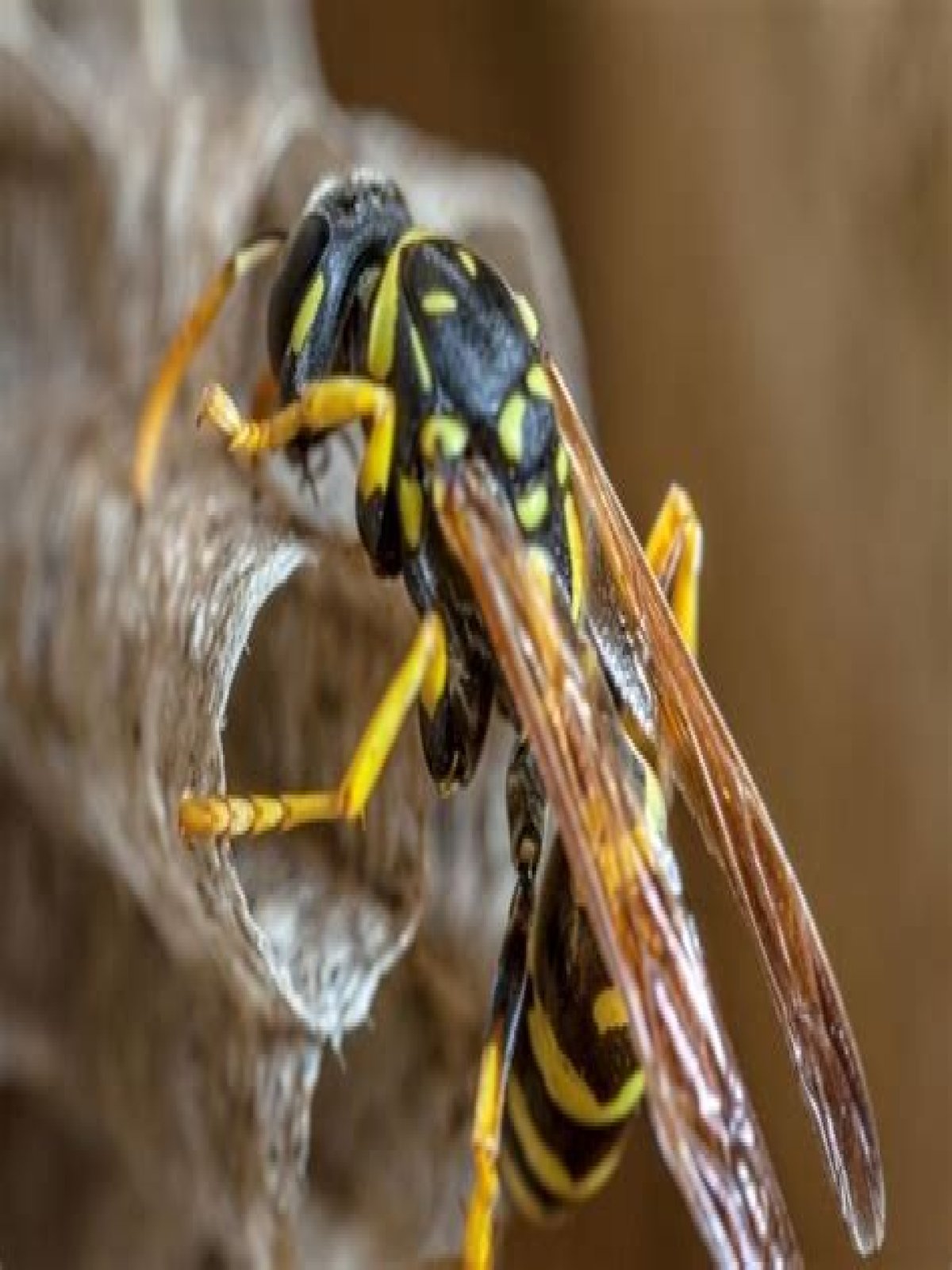 Do Wasps have a natural predator