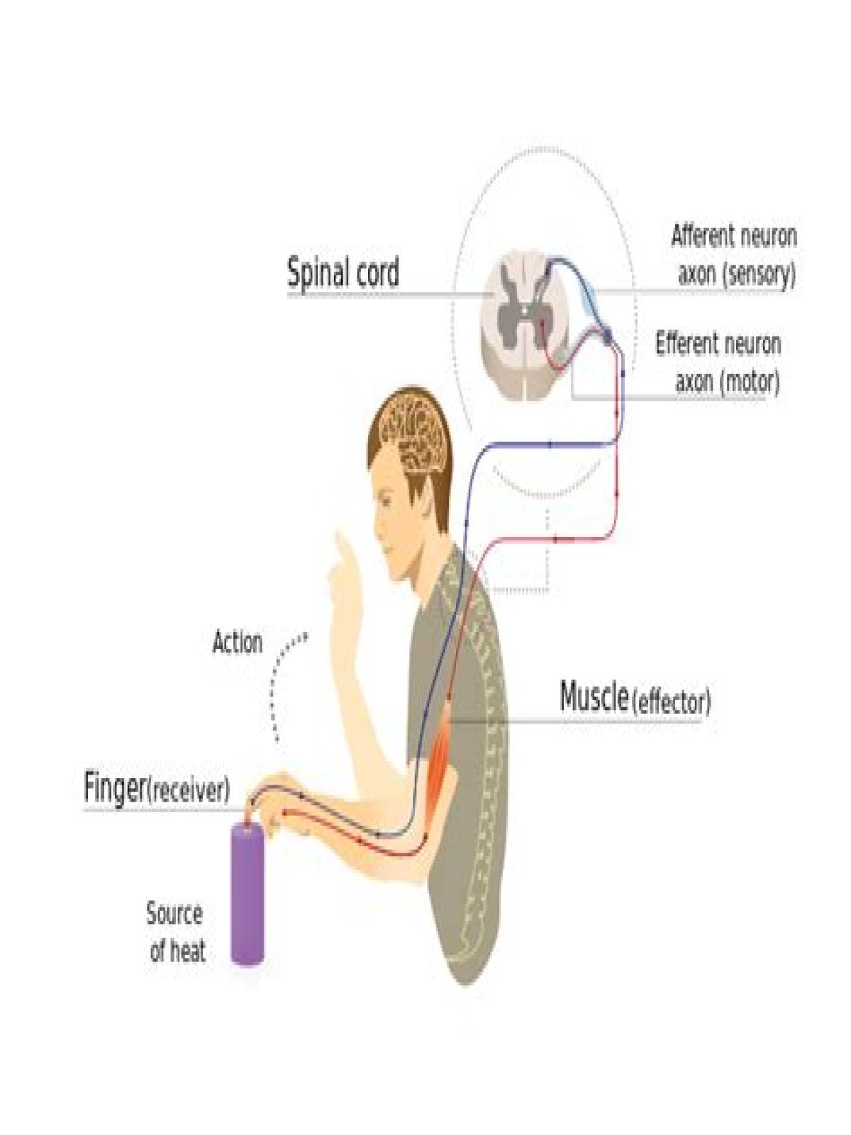 Does the brain feel touch?