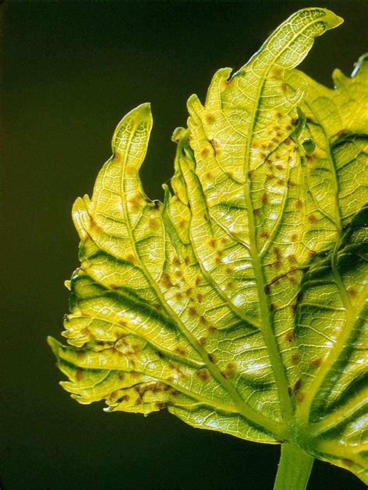 How do you fix anthracnose?