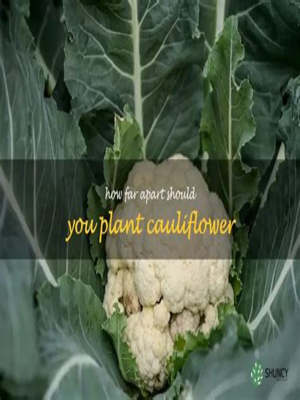 How far apart should I plant cauliflower?