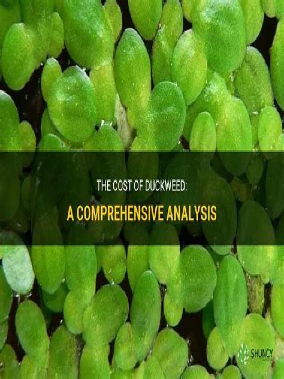 How much does duckweed sell for