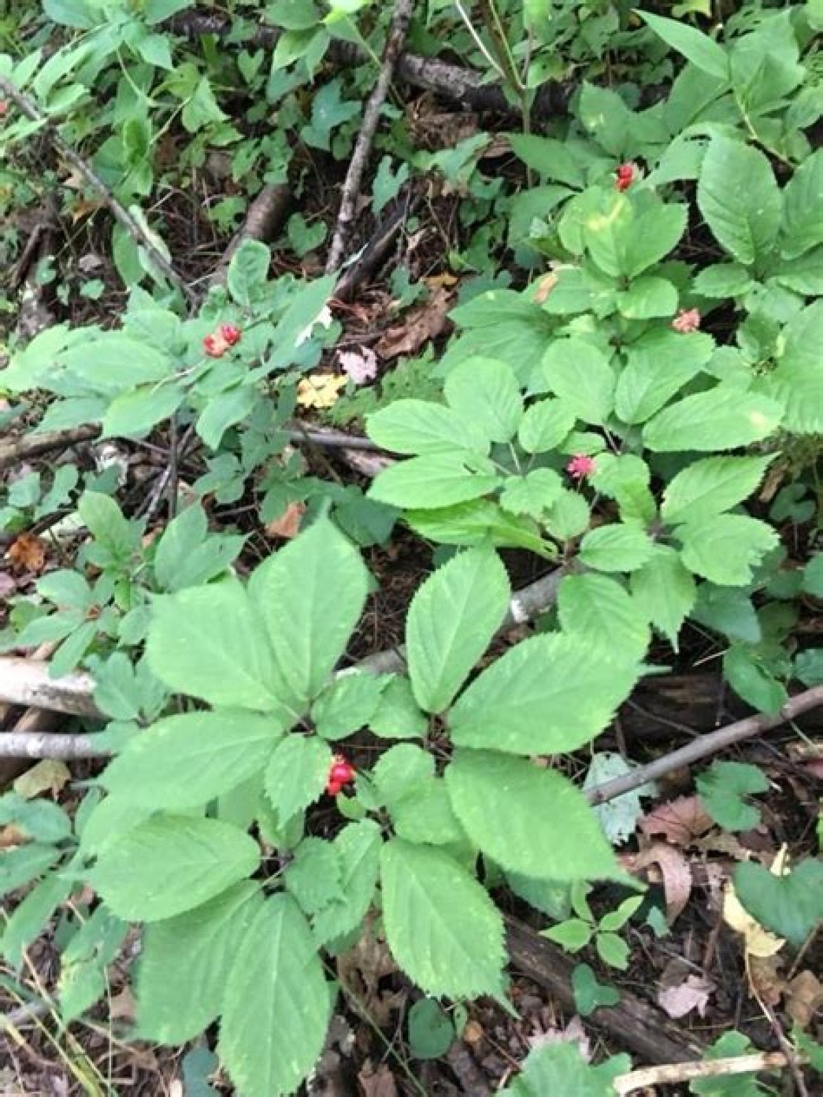 How much is ginseng worth in Virginia