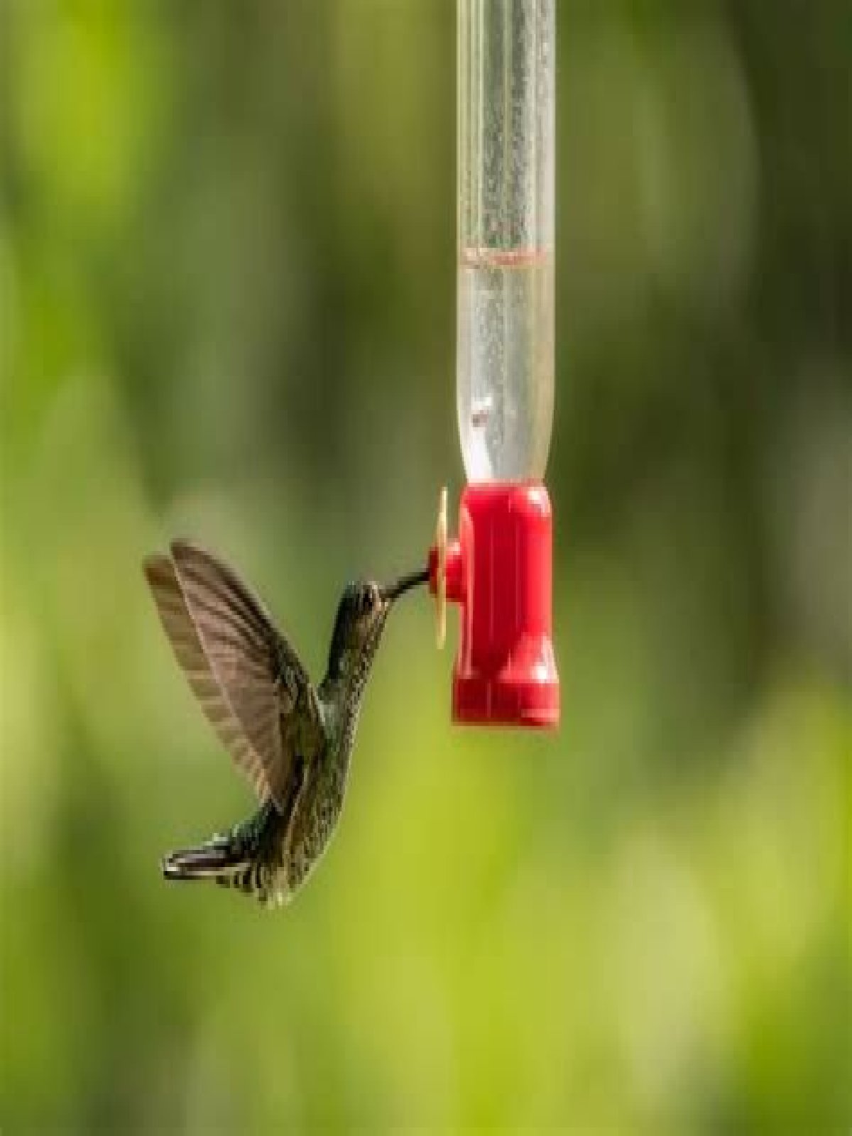 How often should you change hummingbird food