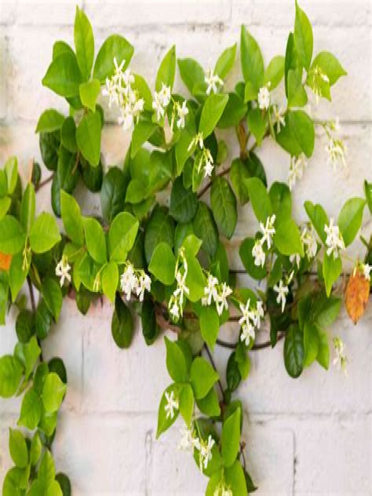 Is Star jasmine a climbing vine