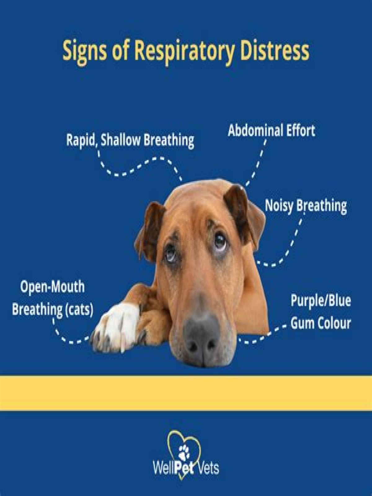 What are the signs of respiratory distress in a dog?