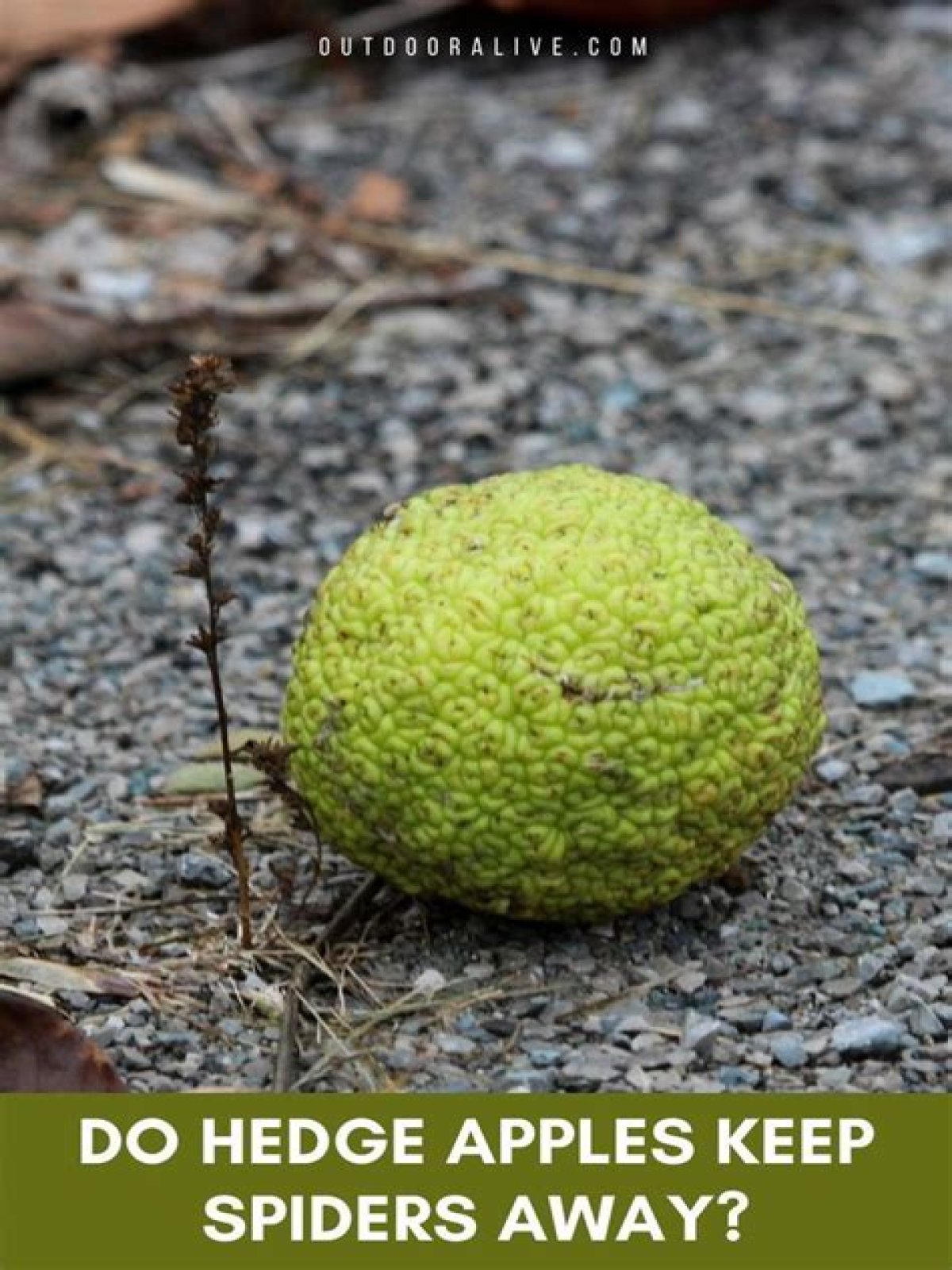 What bugs do hedge apples keep away