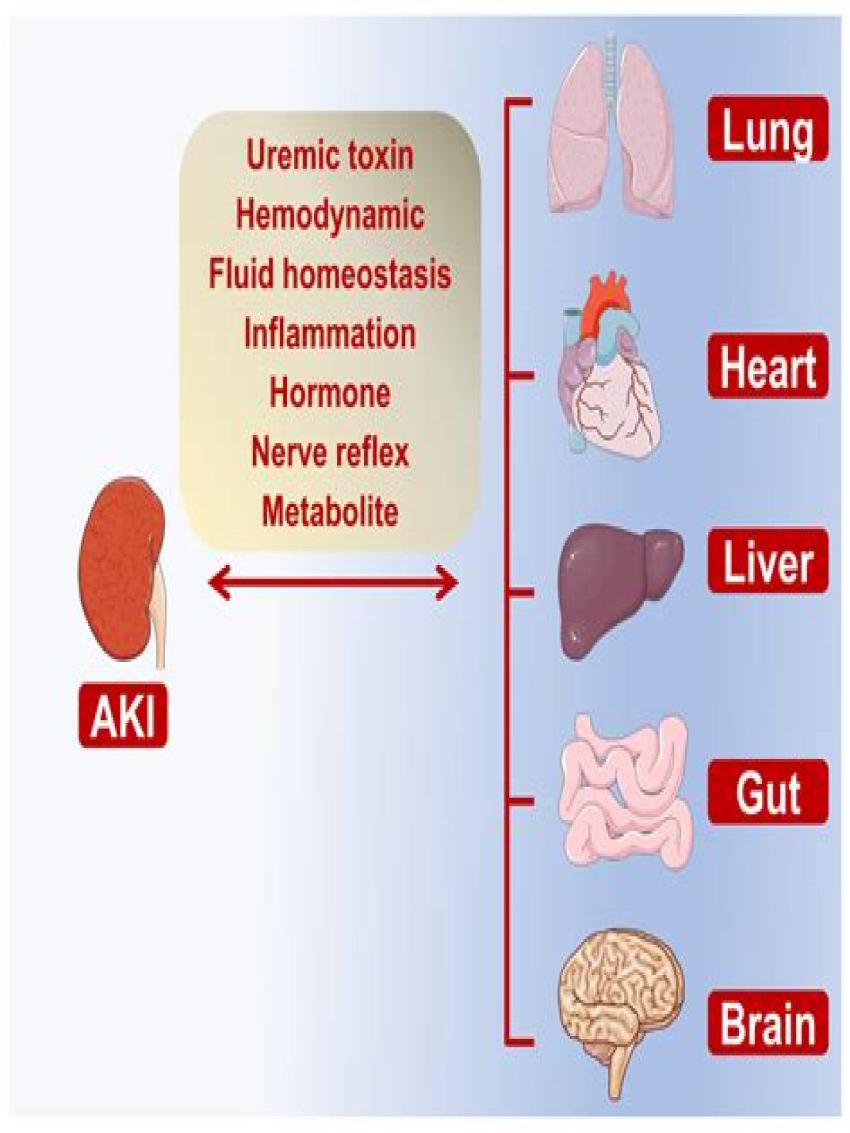 What causes acute organ dysfunction
