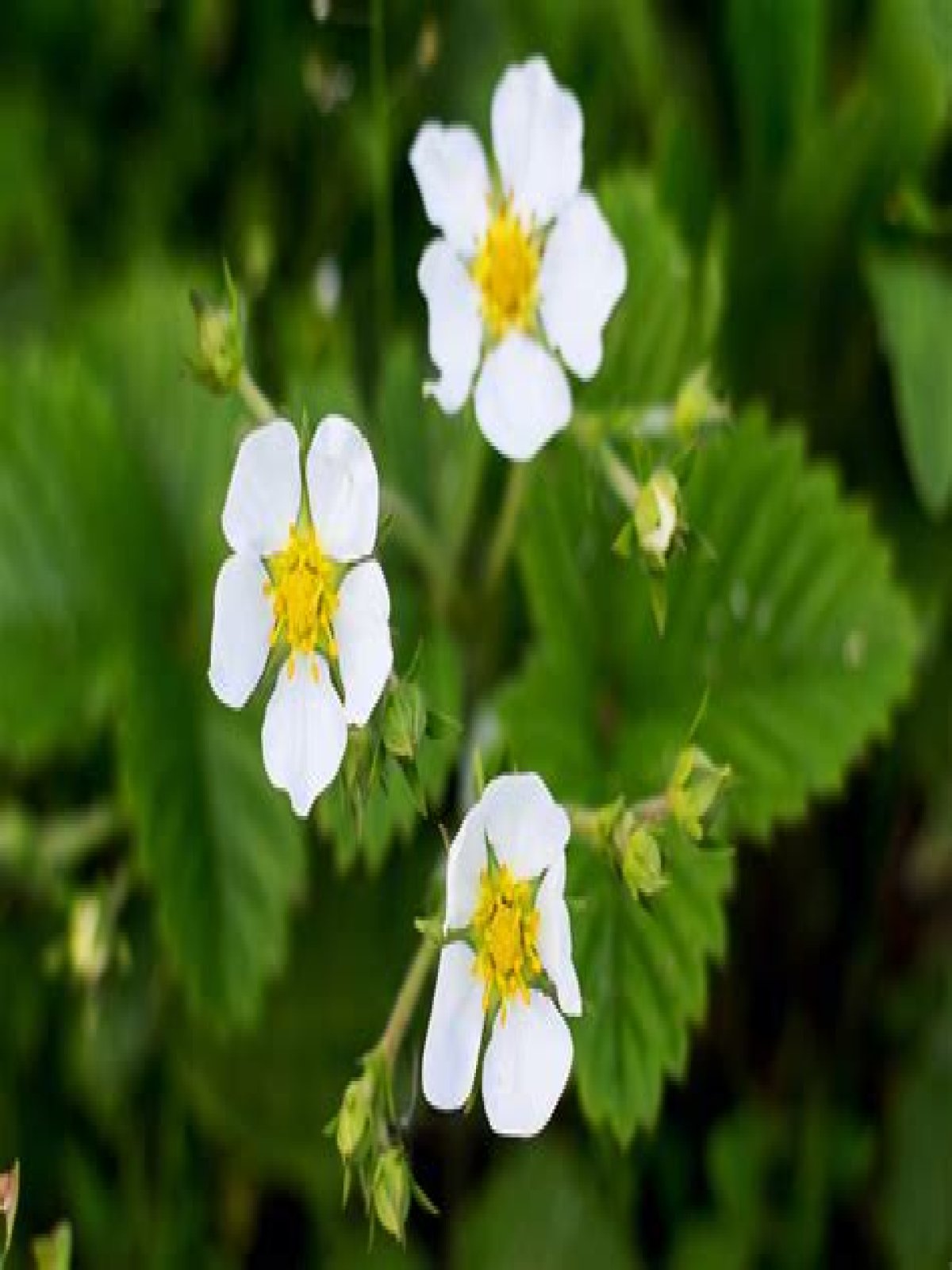 What Colour are strawberry flowers?