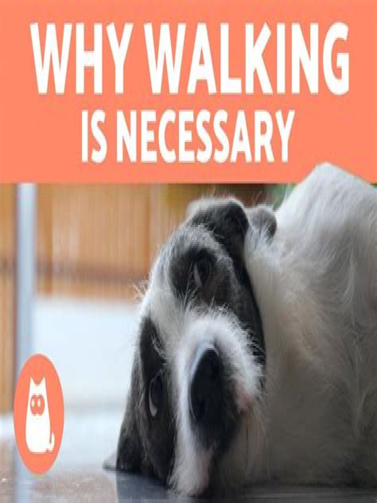 What happens if you don't walk your dog?