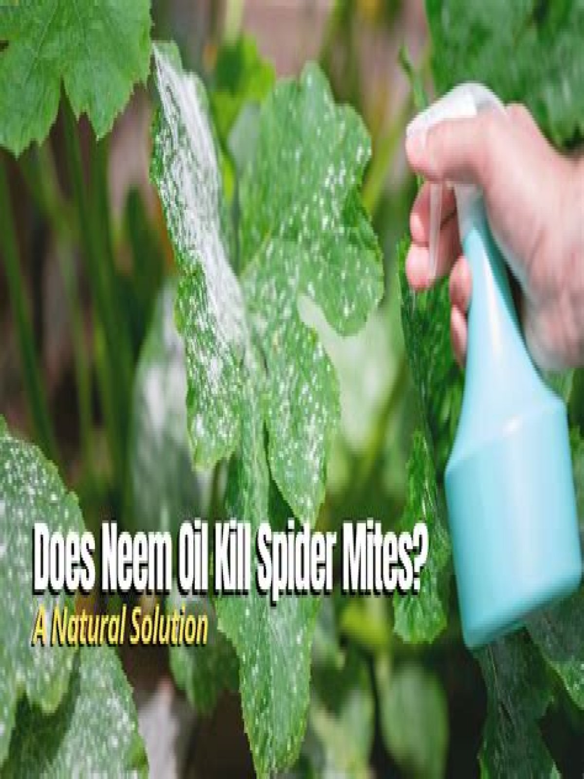 What insecticide kills spider mites