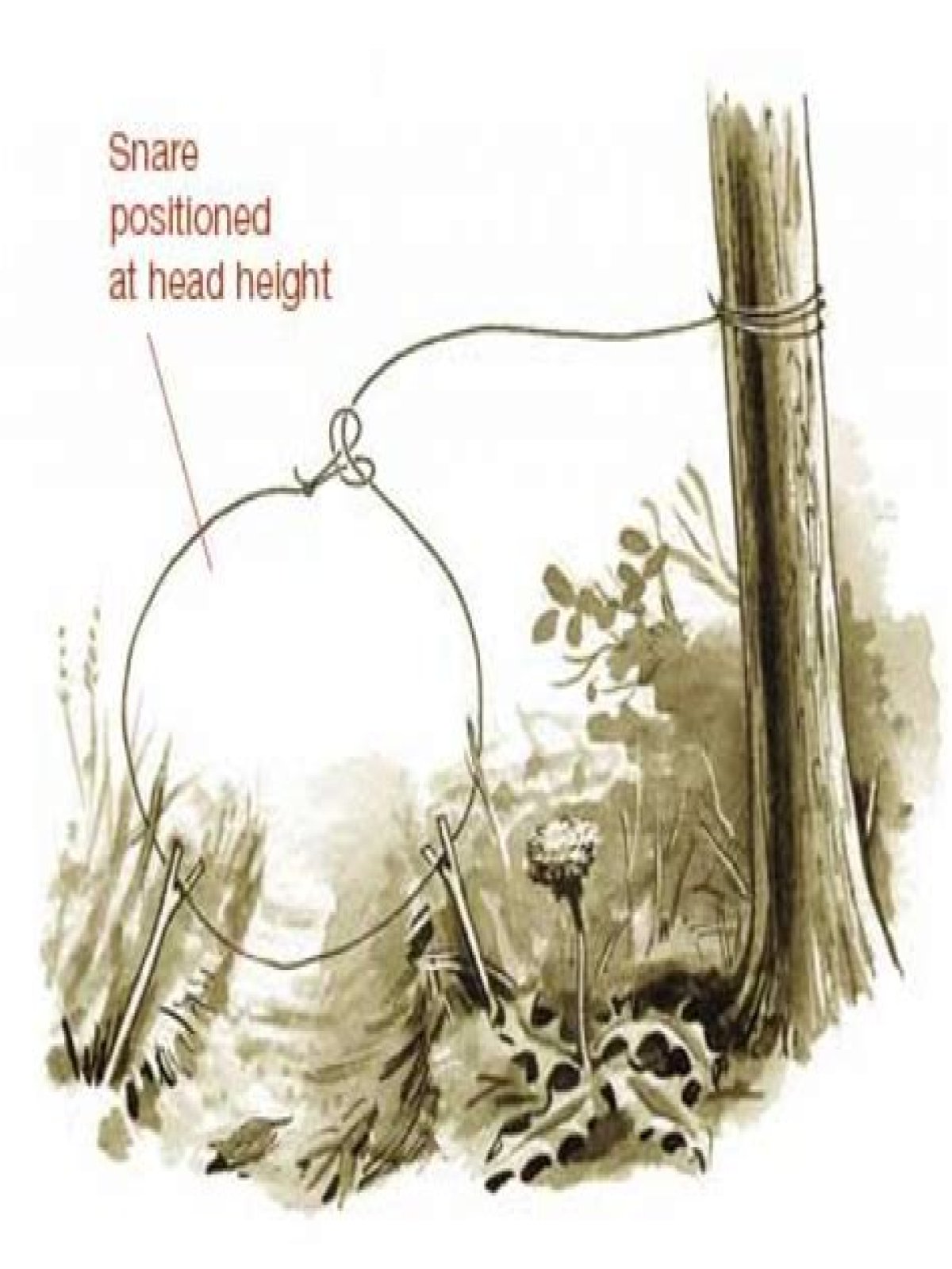 What is an illegal snare trap?
