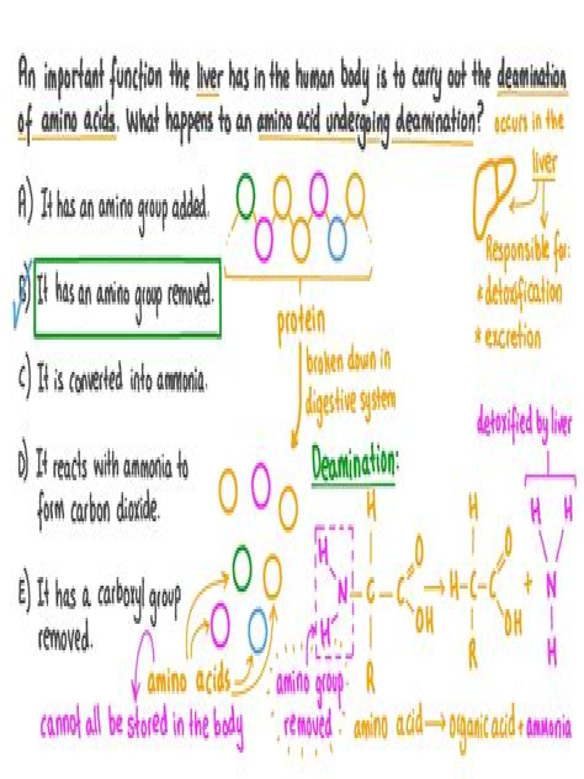 What is the deamination process