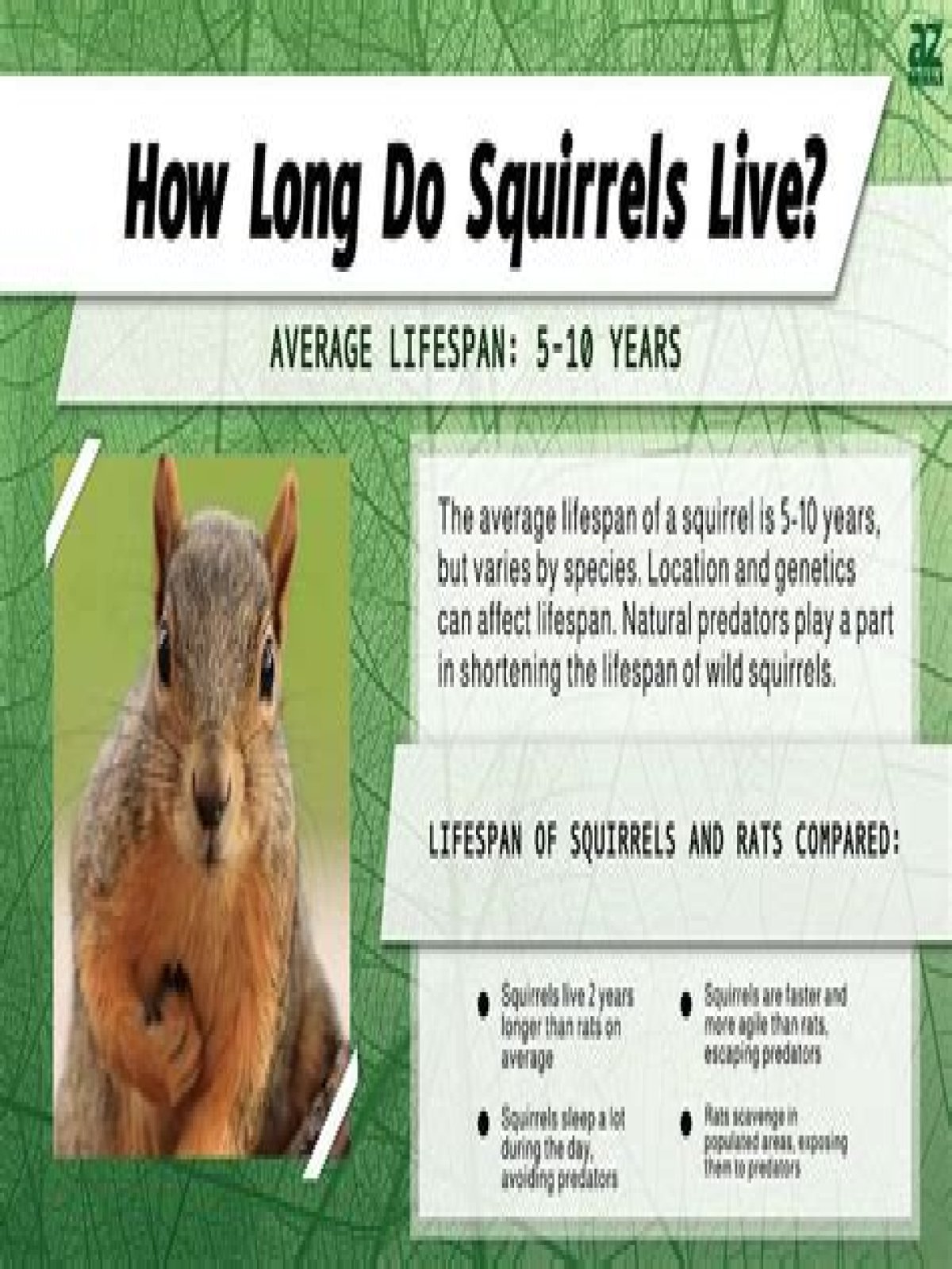 What is the lifespan of a squirrel?