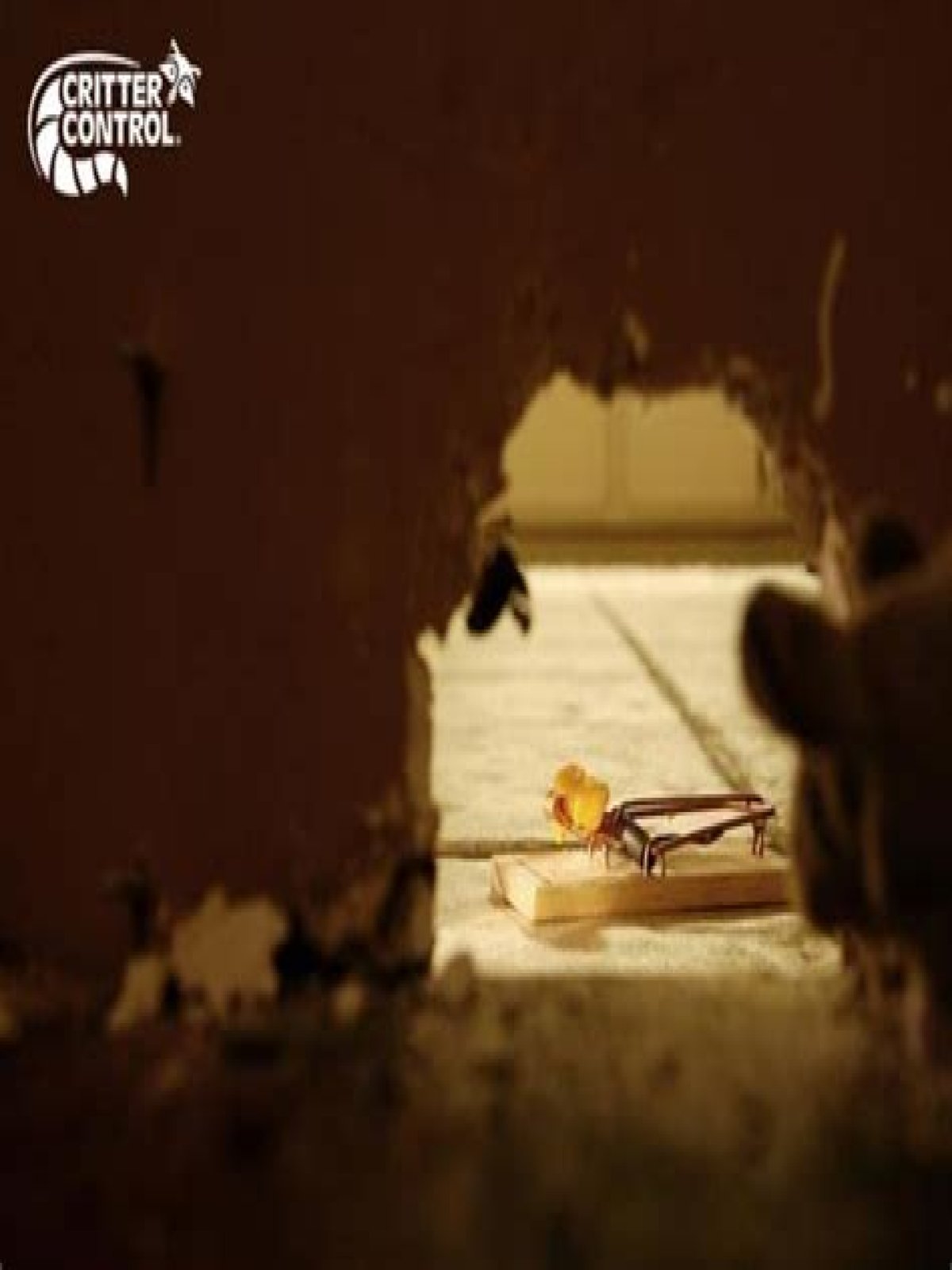 What to do if you hear rats in your walls?