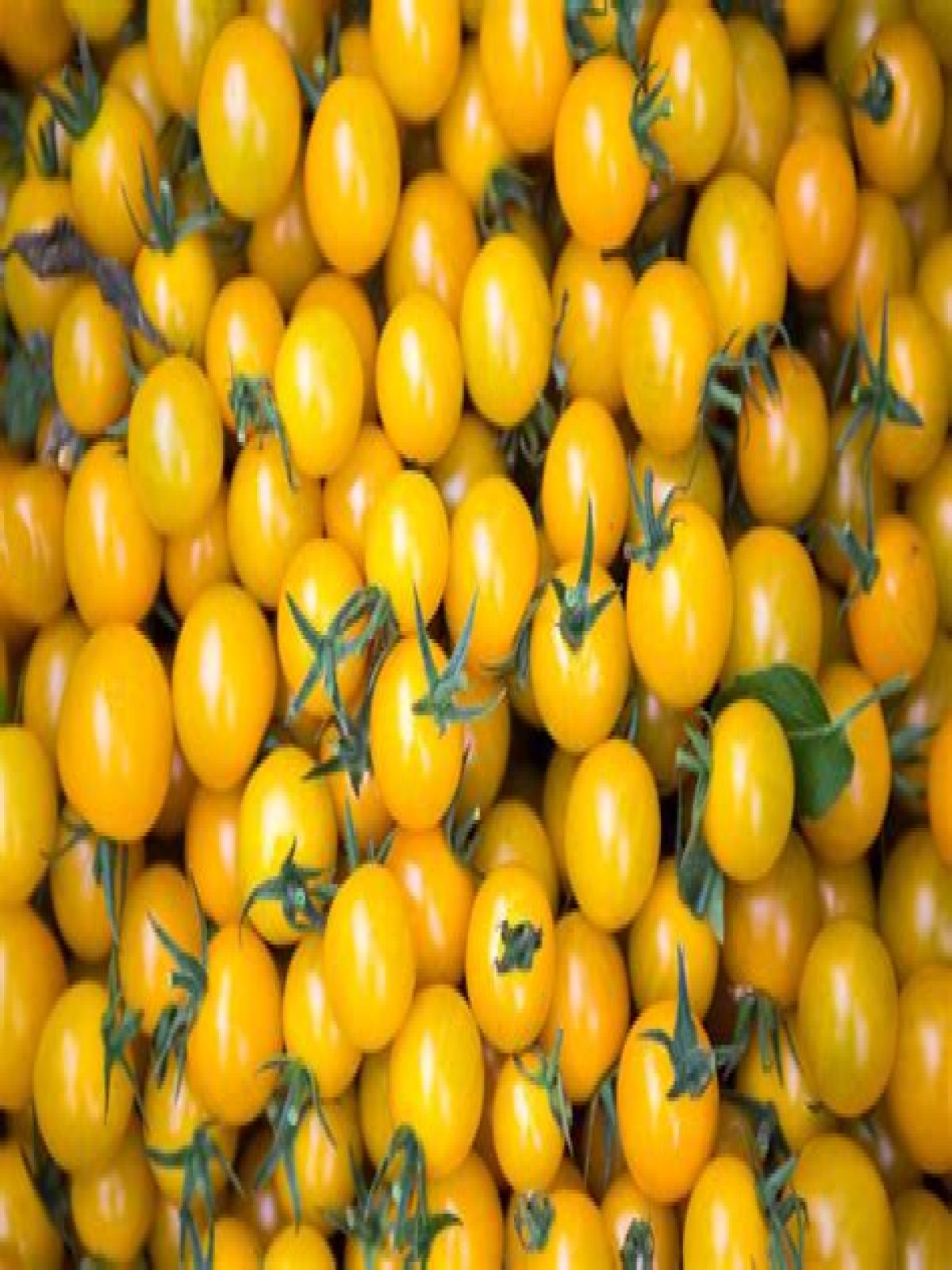 What variety of tomatoes are yellow
