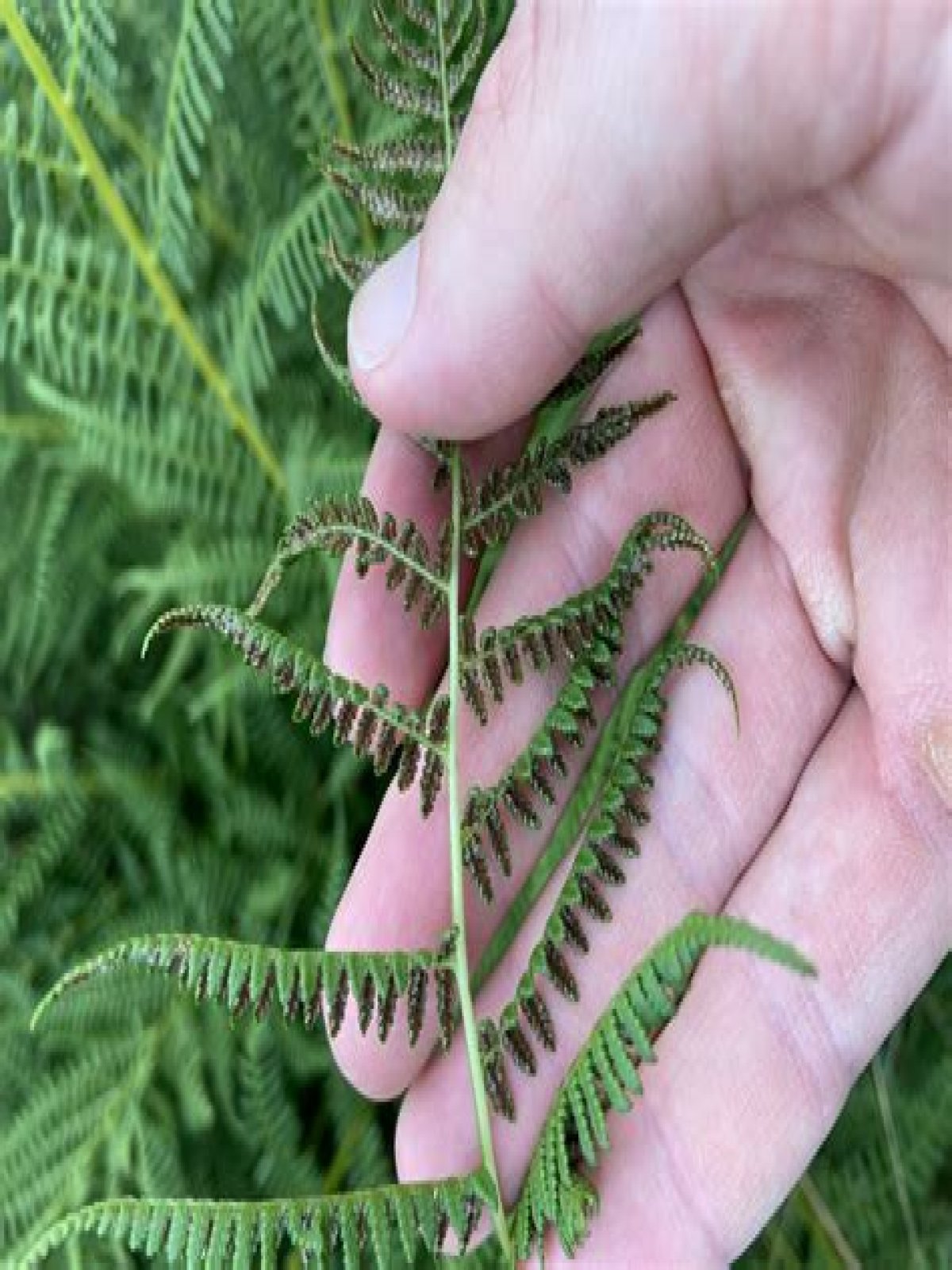Where do ferns produce their spores