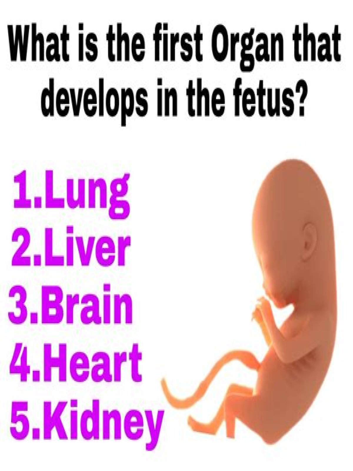 Which baby organ develops first