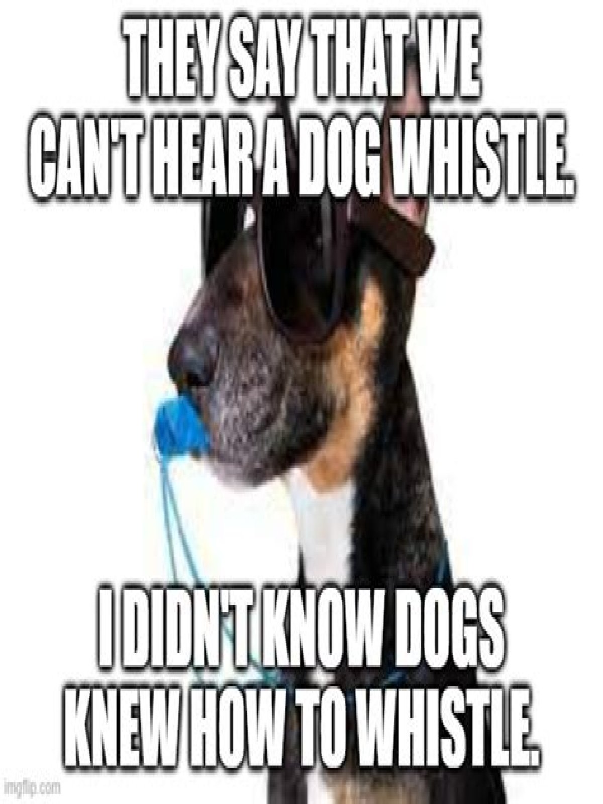 Why can a dog hear a dog whistle but a human Cannot?
