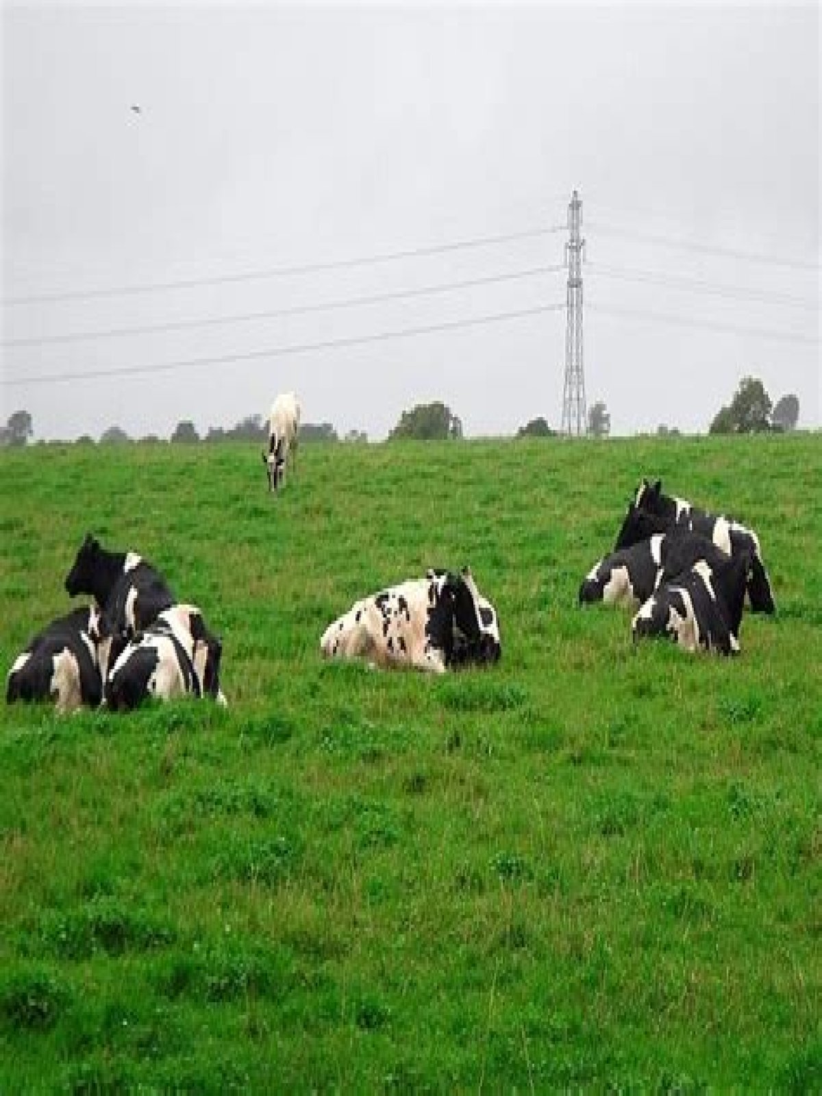 Why do cows lay down when it rains?